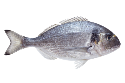 Wild Gilt Head Bream (1kg)