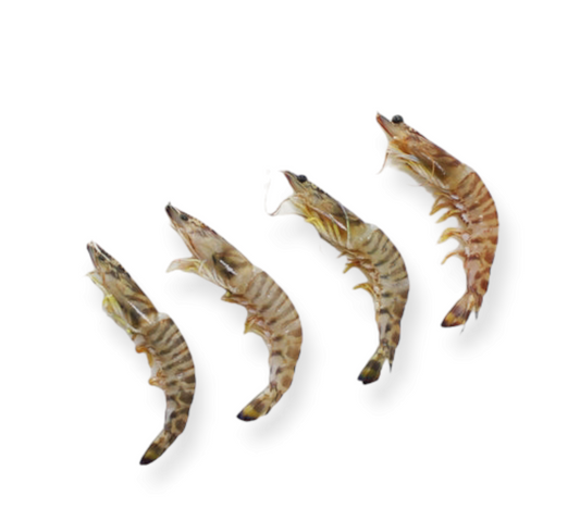 Wild X-Large Glass Shrimp (500g)