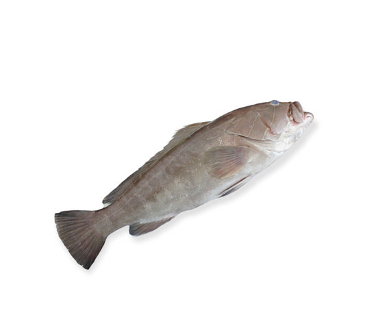 Wild Mediterranean grouper 111 (1kg) Waqar 111