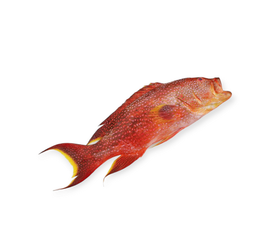 Wild Moontail Trout (Nagel) (1kg)