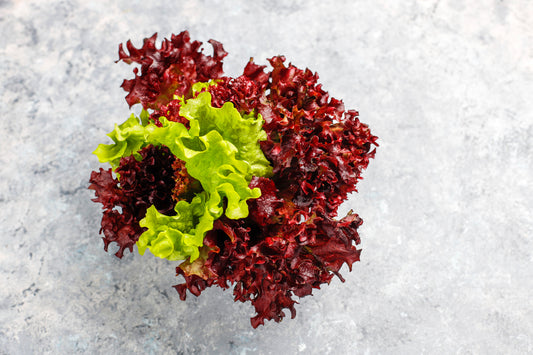 Crunchy okleaf lettuce (1 pc)