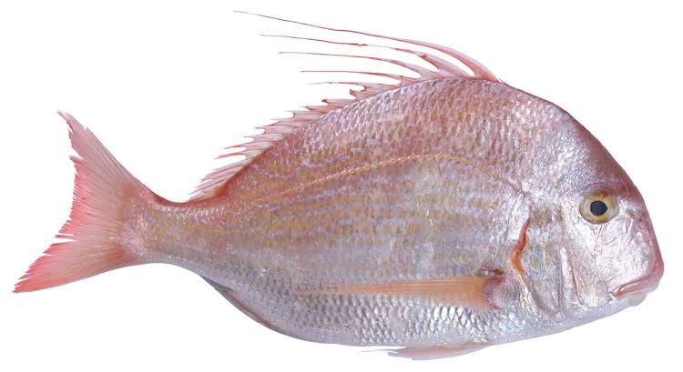 Wild Red sea Bream (1kg)