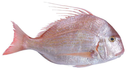 Wild Red sea Bream (1kg)