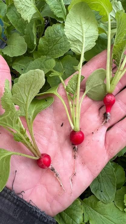 Organic Baby Red Radish (250g)