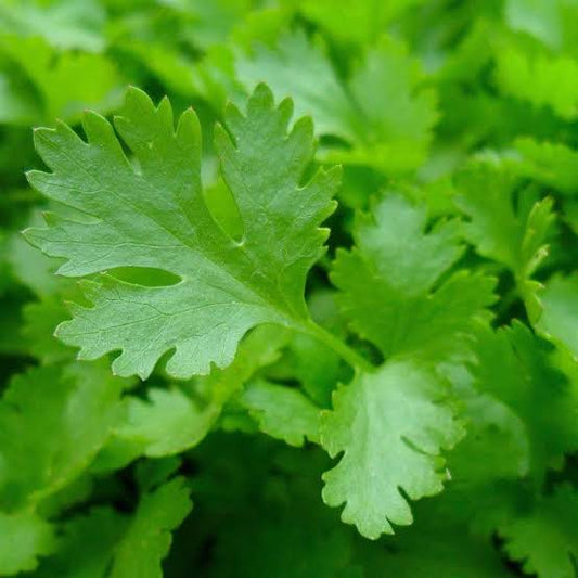 Organic Italian flat Parsely (100g)