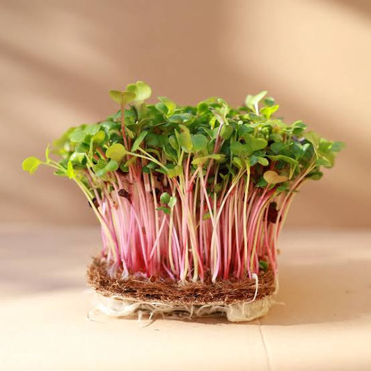 organic mix beetroot & Radish sprouts (50g)