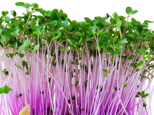 organic purple turnip sprouts (50g)