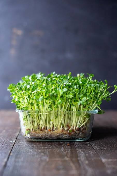 organic Arugula sprouts (50g)