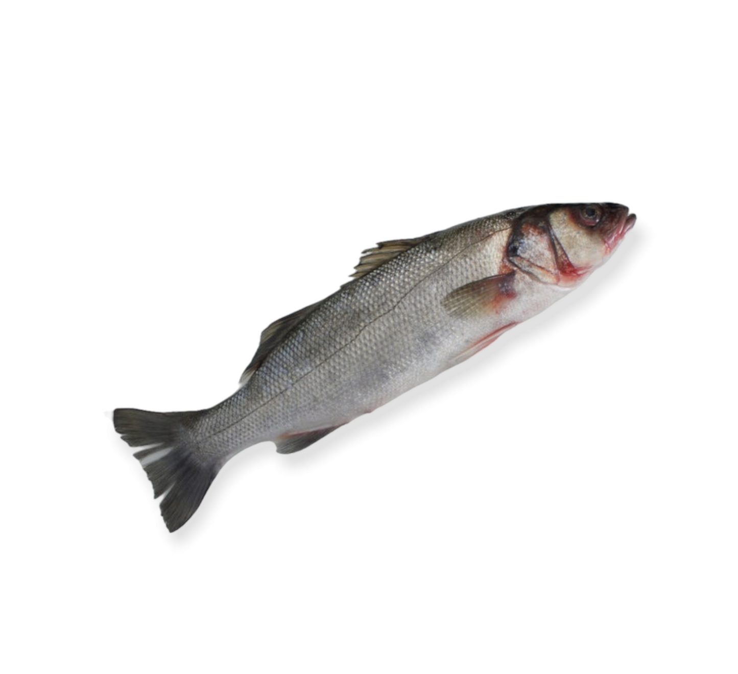 Wild Seabass (1kg)