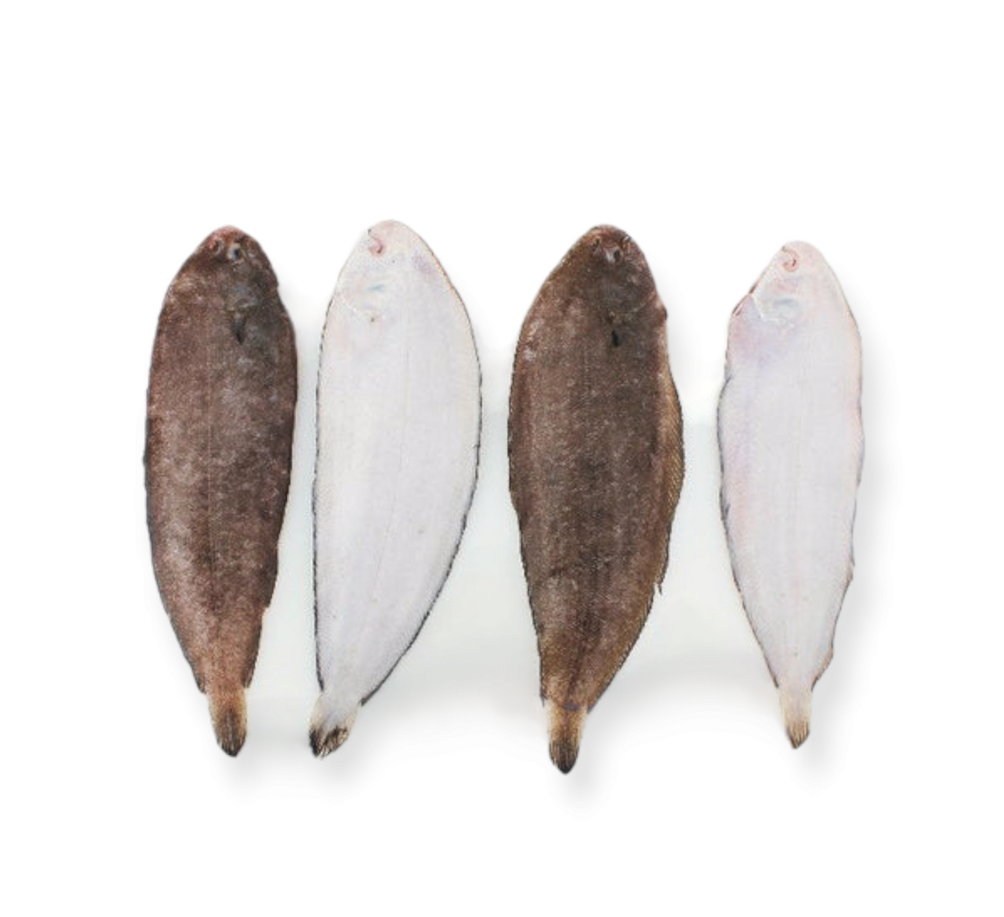 Wild Sole (1kg)X-Large