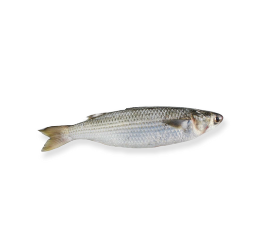 Wild Mullet (1kg)