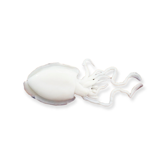 Wild Squid (1kg)