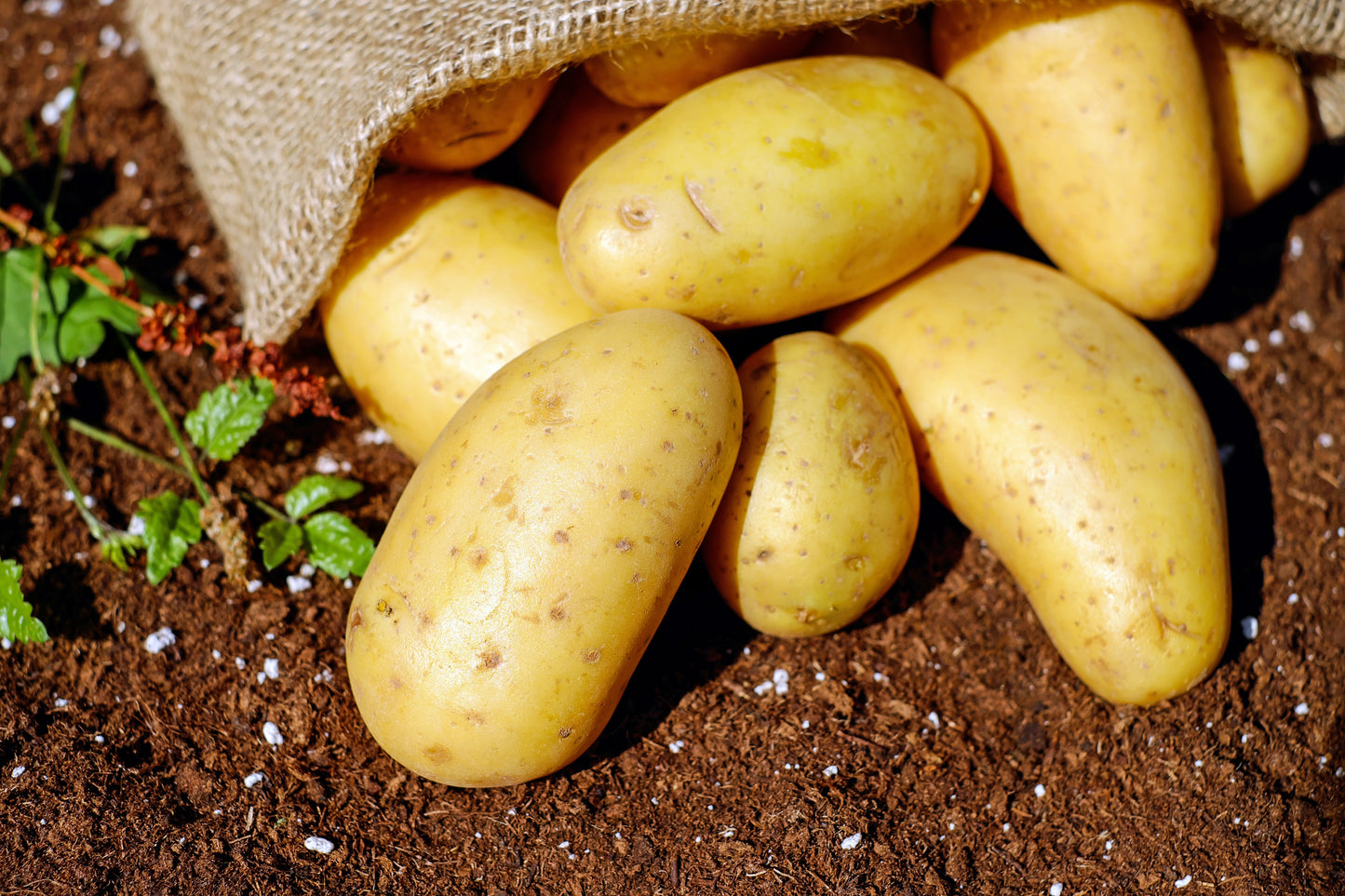 Organic Potatoes (1kg)