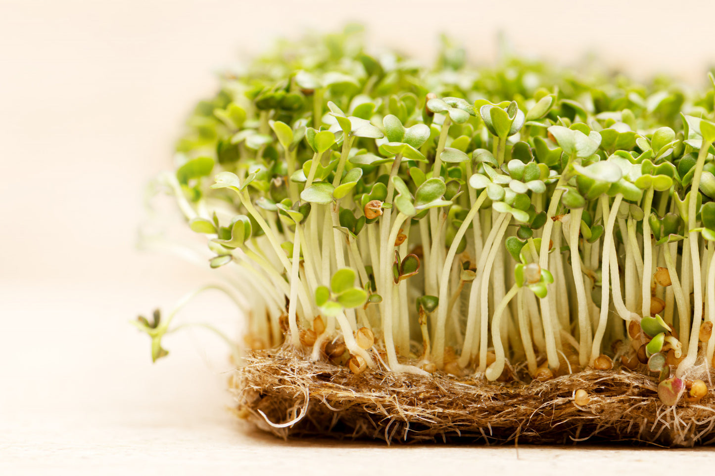 organic Radish sprouts (50g)