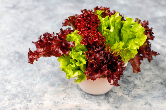 Crunchy Lolo rossa lettuce (1 pc)