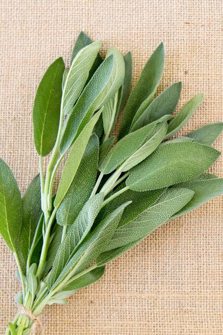 Organic sage (100g)