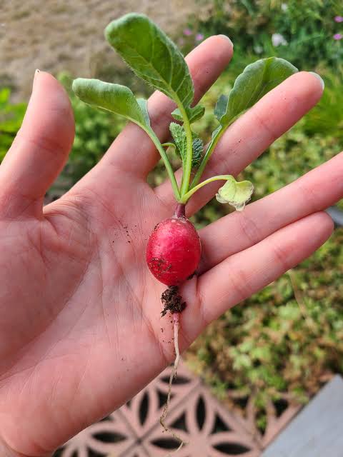 Organic Baby Red Radish (250g)