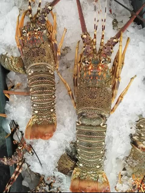 Wild lobsters 1kg