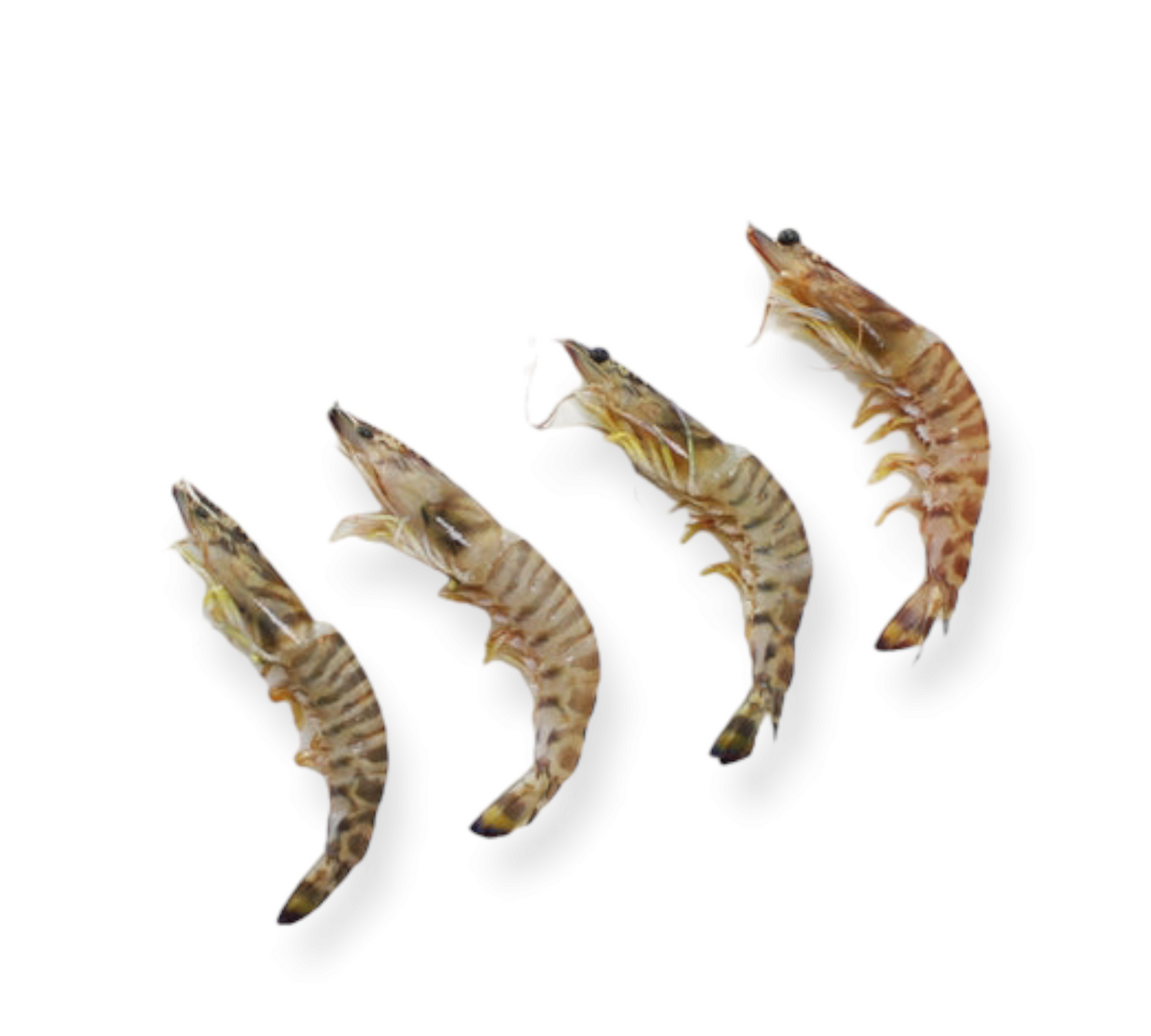 Wild Large Glass Shrimp (500g)