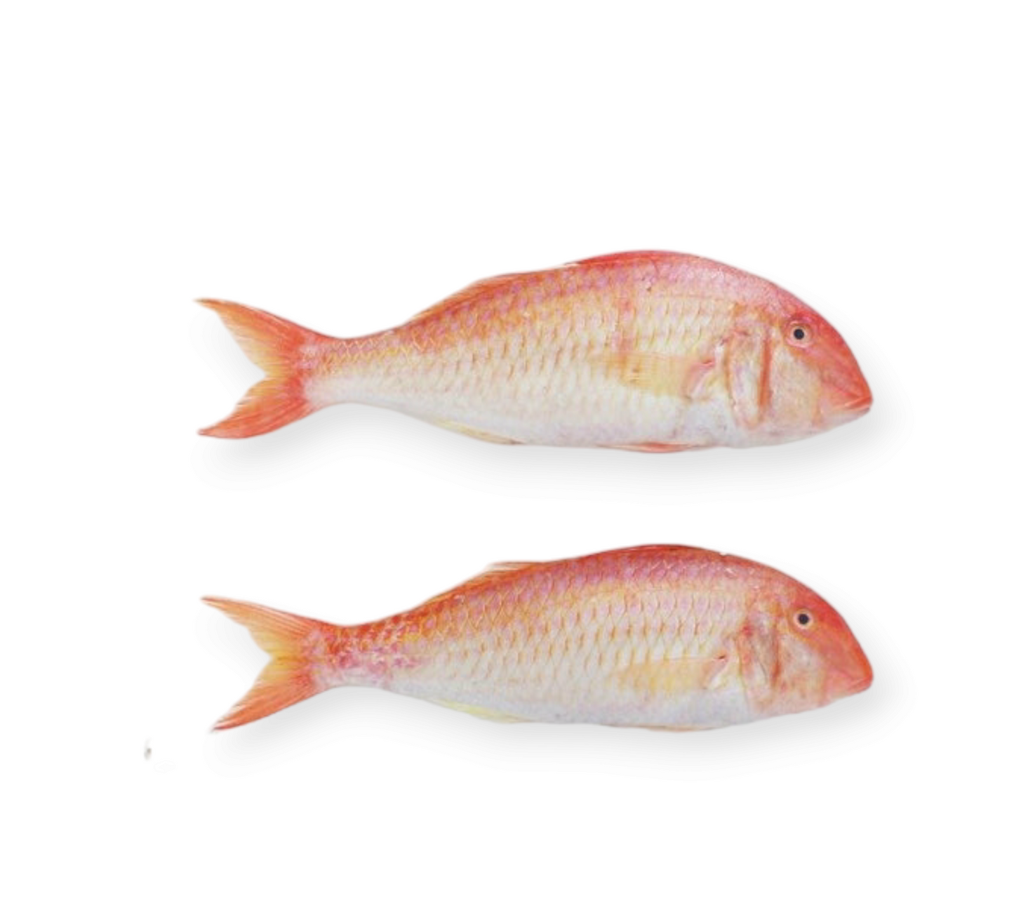 Red Wild Mullet (1kg)